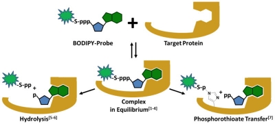 Scheme 1: BODIPY® FL NTPs as fluorescent probes for protein-NTP-interactions. 