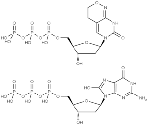 Fig. 1: Structures of dPTP and 8-Oxo-dGTP