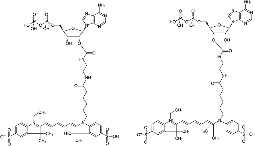 Structural formula of EDA-ADP-Cy5 (2'/3'-O-(2-Aminoethyl-carbamoyl)-Adenosine-5'-diphosphate, labeled with Cy5, Triethylammonium salt)