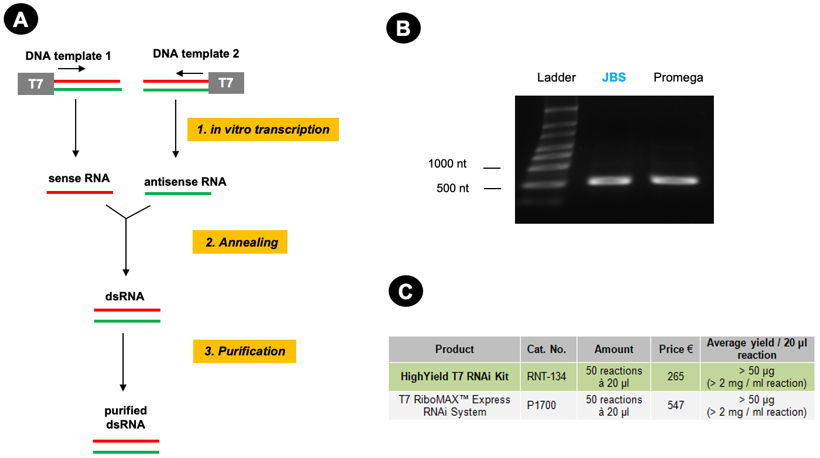 Figure 1: Similar results with Jena Bioscience’s HighYield T7 RNAi Kit and the T7 RiboMAX™ Express RNAi System.