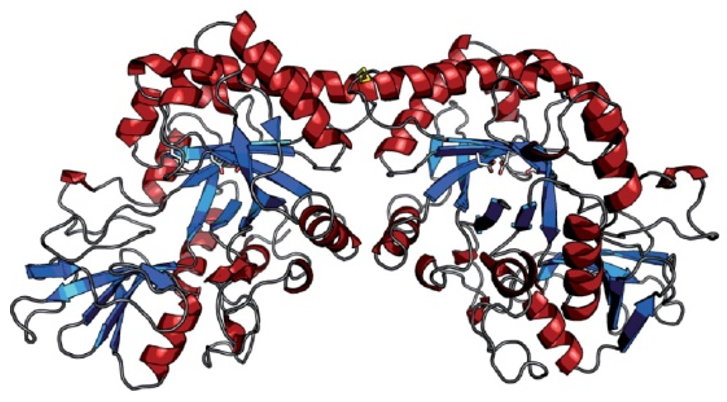 Figure 1: Three-dimensional structure of the chitinase dimer from T. suis.