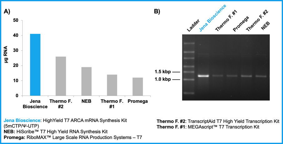 Figure 1: High yields of ARCA-, 5-methylcytidine- & pseudouridine-modified RNA are synthesized within 30 min using HighYield T7 ARCA mRNA Synthesis Kit (5mCTP/Ψ-UTP).