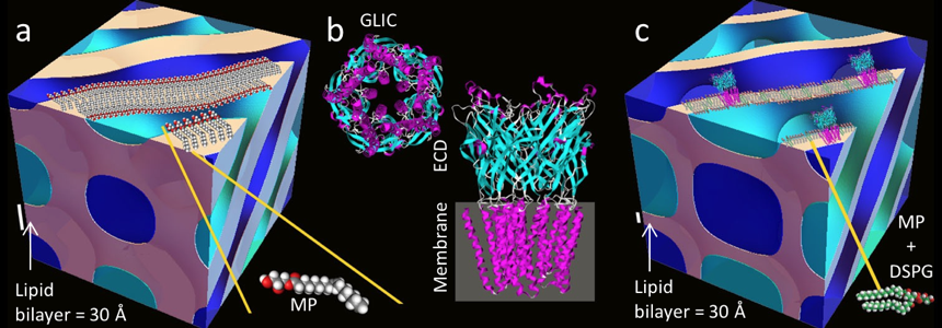 Figure from [1], used courtesy of Prof. Raffaele Mezzenga, ETH Zurich Normal vs. swollen mesophases and the GLIC protein structure.