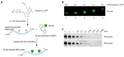 Figure 1: Near IR dye-labeled RNA probes with a detection sensitivity of up to 0.05 fmol are produced via in vitro transcription followed by copper-free CLICK labeling (according to Miller et al. (2018)).