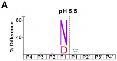 Figure A: iceLogo showing that Legumain specifically cleaves substrates after asparagine and, to a lesser extent, aspartic acid residues at pH 5.5.