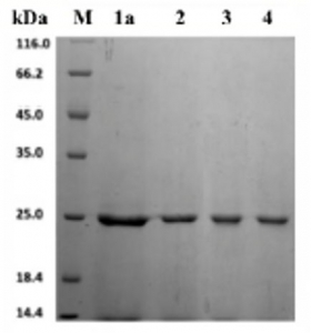 Figure 1: SDS-Page of the recombinant RBD of the Spike-Protein of SARS-CoV-2 virus at different stages of purification – expressed with LEXSY. From Kasheverov et. al. (2024).