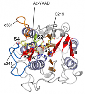 Figure 1: Crystal structure of the protease/peptide ligase legumain gamma from Arabidopsis thaliana, expressed with LEXSY. From Zauner et al., 2018.