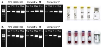 Fig. 1: Jena Bioscience Crystal Taq Master (A) as well as Ruby Taq Master (B) have been developed to achieve distinct signals even at lowest template concentations in comparisson to equivalent mixes