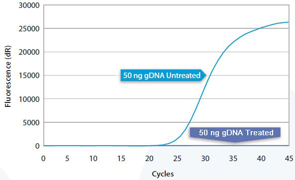 gDNA Removal Kit removes at least 50 ng of gDNA in 10 μl reaction volume