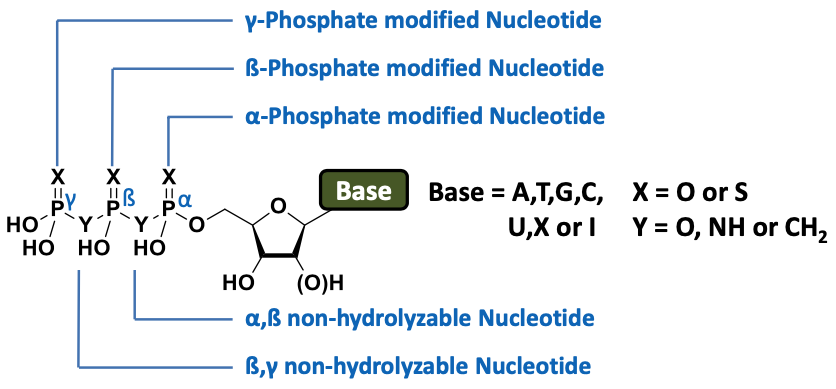 Non-Hydrolyzable Nucleotides