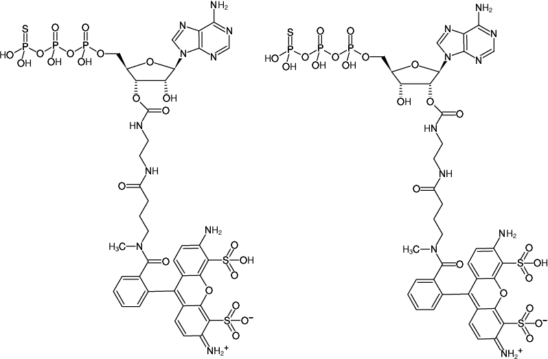 Structural formula of EDA-ATPγS-ATTO-488 (2'/3'-O-(2-Aminoethyl-carbamoyl)-adenosine-5'-(γ-thio)-triphosphate, labeled with ATTO 488, Triethylammonium salt)