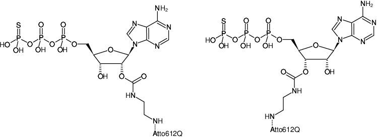 Structural formula of EDA-ATPγS-ATTO-612Q (2'/3'-O-(2-Aminoethyl-carbamoyl)-adenosine-5'-(γ-thio)-triphosphate, labeled with ATTO 612Q, Triethylammonium salt)