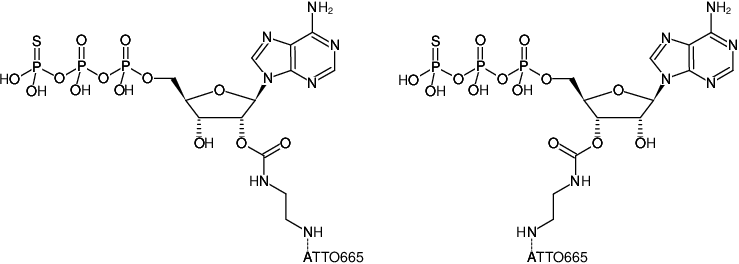 Structural formula of EDA-ATPγS-ATTO-665 (2'/3'-O-(2-Aminoethyl-carbamoyl)-adenosine-5'-(γ-thio)-triphosphate, labeled with ATTO 665, Triethylammonium salt)