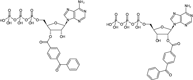 Structural formula of BzBzATP (BzATP) (2'/3'-O-(4-Benzoylbenzoyl)adenosine-5'-triphosphate, Tri(triethylammonium) salt)