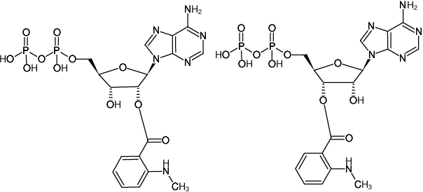 Structural formula of Mant-ADP (2'/3'-O-(N-Methyl-anthraniloyl)-adenosine-5'-diphosphate, Triethylammonium salt)