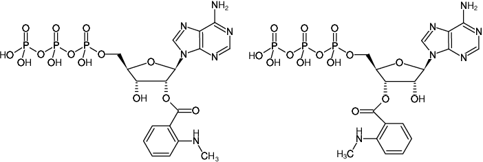 Structural formula of Mant-ATP (2'/3'-O-(N-Methyl-anthraniloyl)-adenosine-5'-triphosphate, Triethylammonium salt)