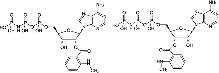 Structural formula of Mant-AppNHp ((Mant-AMPPNP), 2'/3'-O-(N-Methyl-anthraniloyl)-adenosine-5'-[(β,γ)-imido]-triphosphate, Triethylammonium salt)