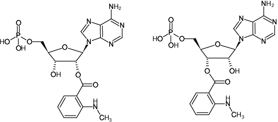 Structural formula of Mant-AMP (2'/3'-(N-Methyl-anthraniloyl)-adenosine-5'-monophosphate, Triethylammonium salt)