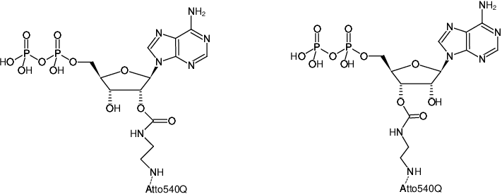 Structural formula of EDA-ADP-ATTO-540Q (2'/3'-O-(2-Aminoethyl-carbamoyl)-Adenosine-5'-diphosphate, labeled with ATTO 540Q, Triethylammonium salt)