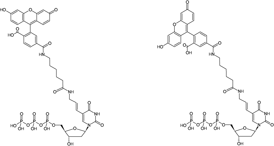 Structural formula of Fluorescein-12-dUTP (Fluorescein-X-(5-aminoallyl)-dUTP, 5/6-Fluorescein-X-(5-aminoallyl)-2'-deoxyuridine-5'-triphosphate, Triethylammonium salt)