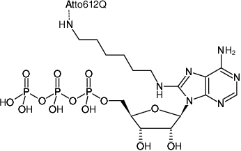 Structural formula of 8-(6-Aminohexyl)-amino-ATP-ATTO-612Q (8-(6-Aminohexyl)-amino-adenosine-5'-triphosphate, labeled with ATTO 612Q, Triethylammonium salt)