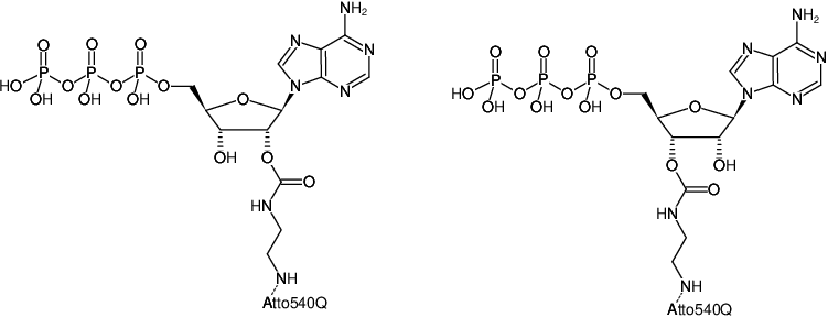 Structural formula of EDA-ATP-ATTO-540Q (2'/3'-O-(2-Aminoethyl-carbamoyl)-Adenosine-5'-triphosphate, labeled with ATTO 540Q, Triethylammonium salt)
