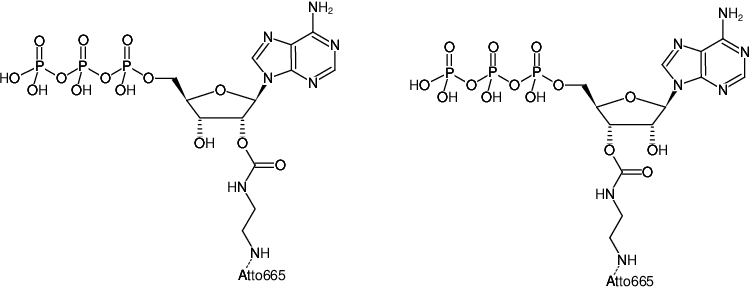 Structural formula of EDA-ATP-ATTO-665 (2'/3'-O-(2-Aminoethyl-carbamoyl)-Adenosine-5'-triphosphate, labeled with ATTO 665, Triethylammonium salt)