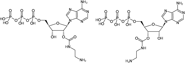 Structural formula of EDA-ATP (2'/3'-O-(2-Aminoethyl-carbamoyl)-Adenosine-5'-triphosphate, Sodium salt)