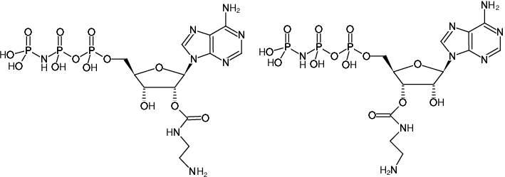 Structural formula of EDA-AppNHp ((EDA-AMPPNP), 2'/3'-O-(2-Aminoethyl-carbamoyl)-adenosine-5'-[(β,γ)-imido] triphosphate, Triethylammonium salt)