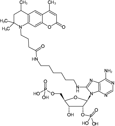 Structural formula of 8-(6-Aminohexyl)-amino-adenosine-2',5'-bisphosphate-ATTO-390 (8-(6-Aminohexyl)-amino-adenosine-2',5'-bisphosphate, labeled with ATTO 390, Triethylammonium salt)
