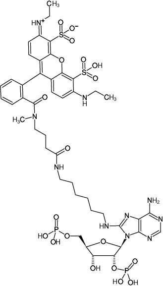 Structural formula of 8-(6-Aminohexyl)-amino-adenosine-2',5'-bisphosphate-ATTO-532 (8-(6-Aminohexyl)-amino-adenosine-2',5'-bisphosphate, labeled with ATTO 532, Triethylammonium salt)