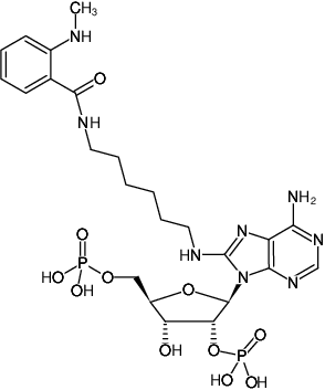 Structural formula of 8-(6-Aminohexyl)-amino-adenosine-2',5'-bisphosphate-MANT (8-(6-Aminohexyl)-amino-adenosine-2',5'-bisphosphate, labeled with MANT, Triethylammonium salt)