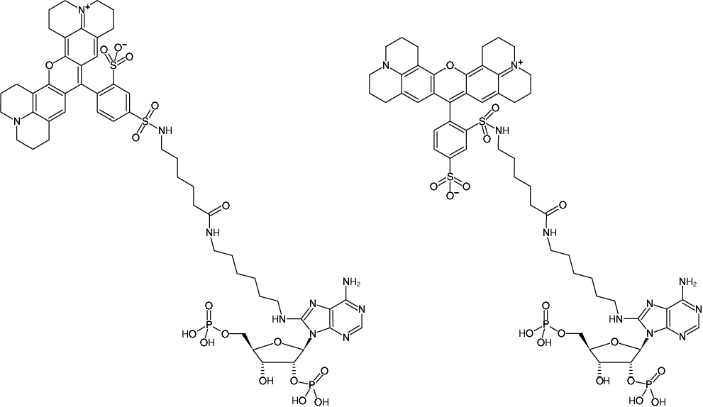 Structural formula of 8-(6-Aminohexyl)-amino-adenosine-2',5'-bisphosphate-Texas Red (8-(6-Aminohexyl)-amino-adenosine-2',5'-bisphosphate, labeled with Texas Red, Triethylammonium salt)