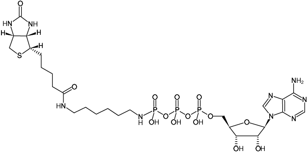 Structural formula of γ-[(6-Aminohexyl)-imido]-ATP-Biotin (γ-[(6-Aminohexyl)-imido]-adenosine-5'-triphosphate-Biotin, Triethylammonium salt)