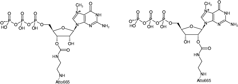 Structural formula of EDA-m7GTP-ATTO-665 (2'/3'-O-(2-Aminoethyl-carbamoyl)-7-methyl-guanosine-5'-triphosphate, labeled with ATTO 665, Triethylammonium salt)