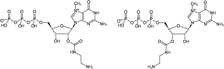 Structural formula of EDA-m7GTP (2'/3'-O-(2-Aminoethyl-carbamoyl)-7-methyl-guanosine-5'-triphosphate, Sodium salt)