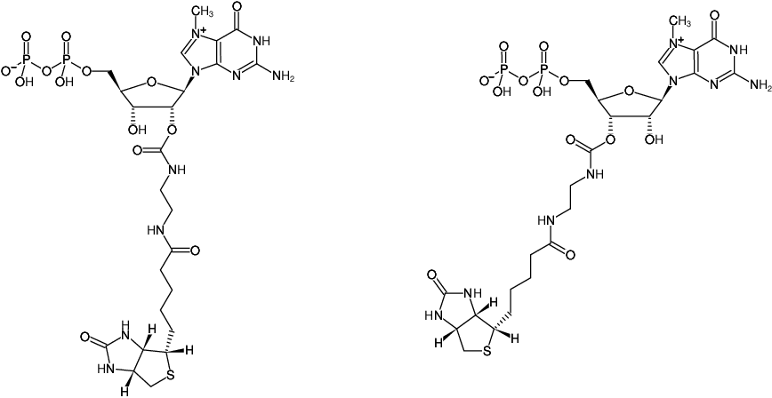 Structural formula of EDA-m7GDP-Biotin (2'/3'-O-(2-Aminoethyl-carbamoyl)-N7-methyl-guanosine-5'-diphosphate-Biotin, Triethylammonium salt)