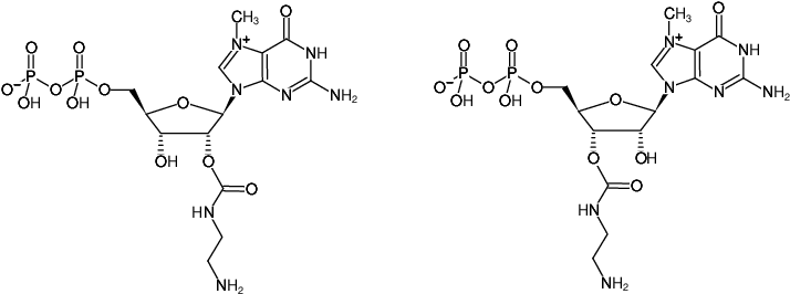 Structural formula of EDA-m7GDP (2'/3'-O-(2-Aminoethyl-carbamoyl)-7-methyl-guanosine-5'-diphosphate, Triethylammonium salt)