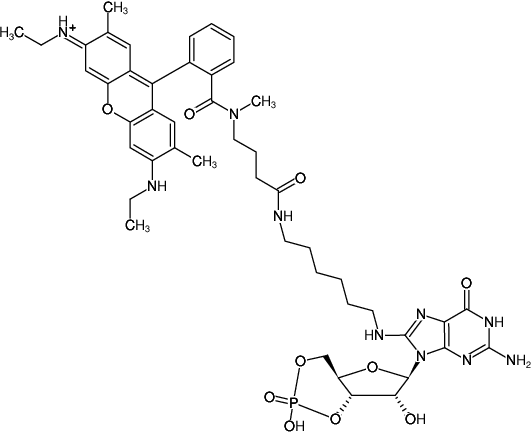 Structural formula of 8-(6-Aminohexyl)-amino-cGMP-ATTO-Rho6G (8-(6-Aminohexyl)-amino-guanosine-3',5'-cyclic monophosphate, labeled with ATTO Rho6G, Triethylammonium salt)