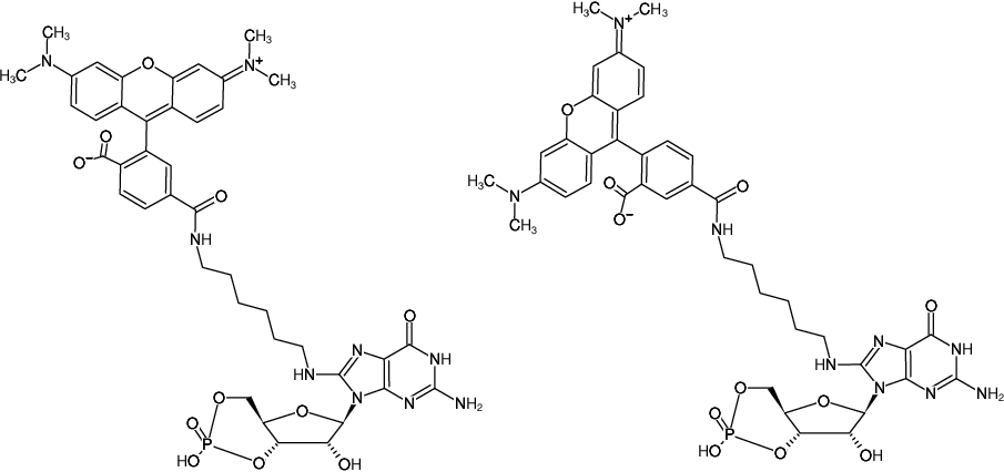 Structural formula of 8-(6-Aminohexyl)-amino-cGMP-5/6-TAMRA (8-(6-Aminohexyl)-amino-guanosine-3',5'-cyclic monophosphate, labeled with 5/6-TAMRA)