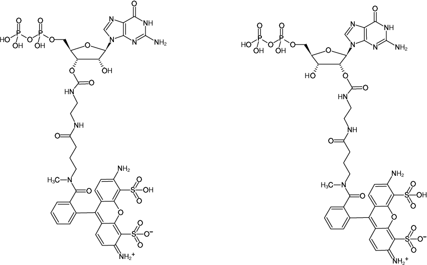 Structural formula of EDA-GDP-ATTO-488 (2'/3'-O-(2-Aminoethyl-carbamoyl)-Guanosine-5'-diphosphate, labeled with ATTO 488, Triethylammonium salt)