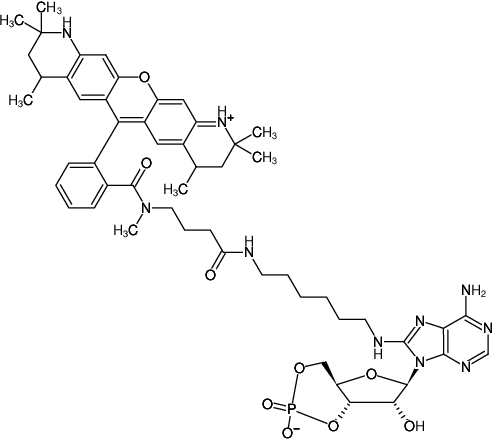 Structural formula of 8-(6-Aminohexyl)-amino-cAMP-ATTO-550 (8-(6-Aminohexyl)-amino-adenosine-3',5'-cyclic monophosphate, labeled with ATTO 550, Triethylammonium salt)