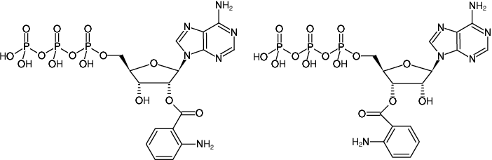 Structural formula of Ant-ATP (2'/3'-O-Anthraniloyl-adenosine-5'-triphosphate, Triethylammonium salt)
