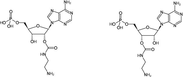 Structural formula of EDA-AMP (2'/3'-O-(2-Aminoethyl-carbamoyl)-adenosine-5'-monophosphate, Sodium salt)