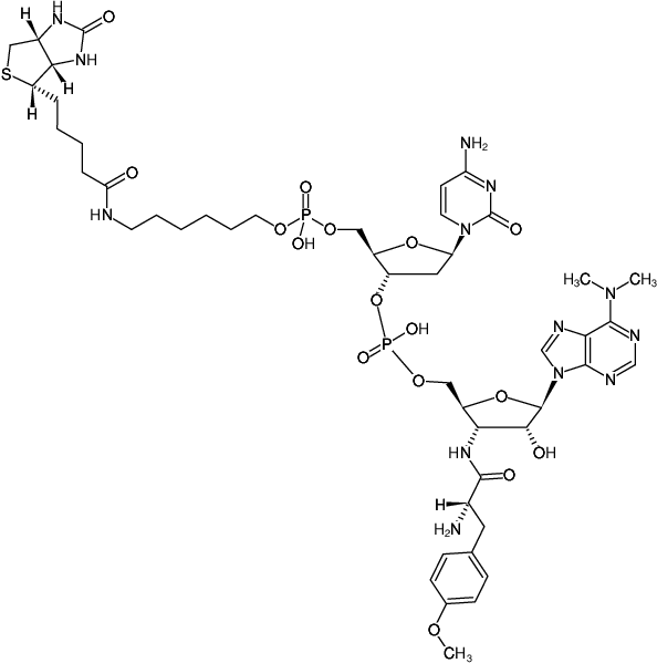 Structural formula of Biotin-dC-puromycin
