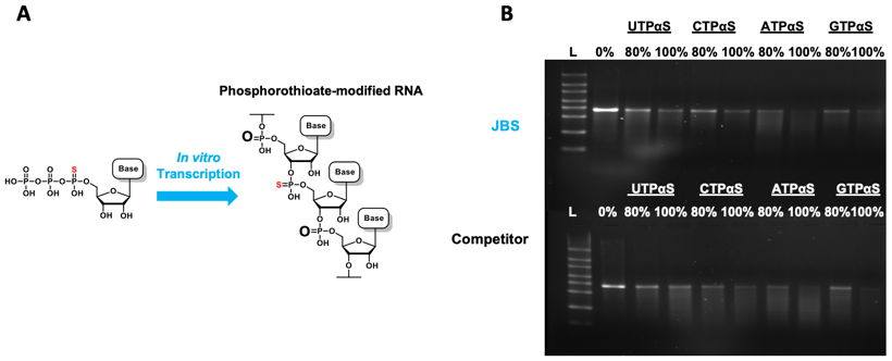 Figure 1: Synthesis of phosphorothioate-modified RNA via in vitro transcription with NTPαS.