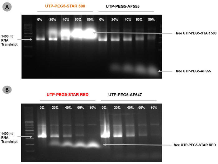Figure 1: Enzymatic properties of Abberior® STAR-labeled UTPs are comparable to Alexa Fluor® dye-labeled counterparts.