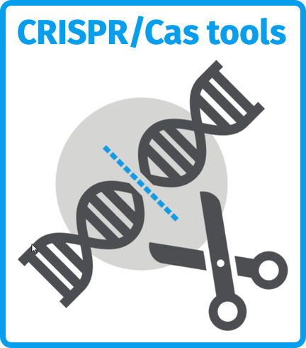 CRISPR/Cas tools