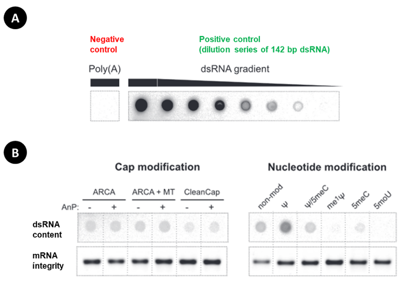 Figure 1: dsRNA is efficiently detected with a dot blot assay using SCICONS’s Anti-dsRNA monoclonal antibody J2.