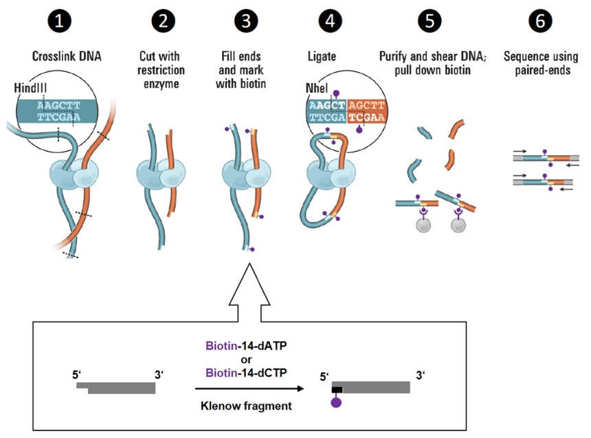 Figure 1: Efficient biotinylation of digested chromatin fragments is a key-step of Hi-C experiments. Adapted from [2].